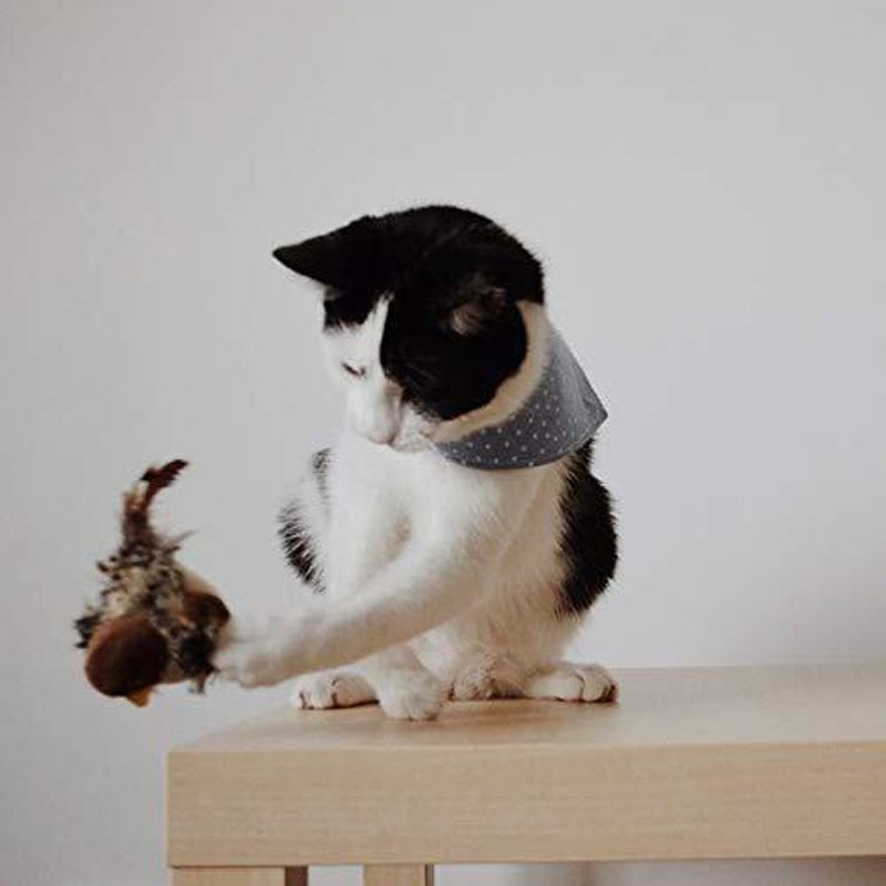 Pajuvat lindude matkiv mänguasi