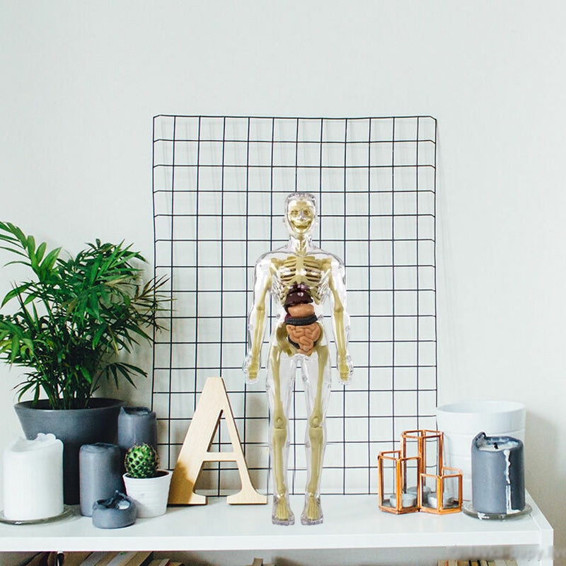 3D anatoomiline skeleti mudel mänguasi