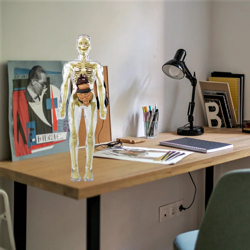 3D anatoomiline skeleti mudel mänguasi