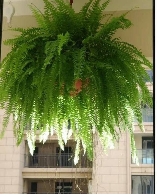 UV-kindel realistlik kunstlik Bostoni sõnajalg