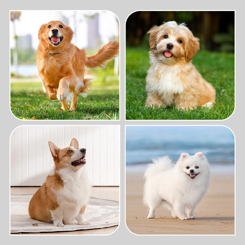 Libisemisvastased ja veekindlad koera kingad (4 tk)